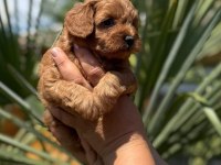 MALTİPOO YAVRULARIMIZ