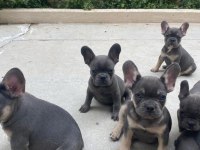 Fransız bulldog bebeklerimiz 66 günlük