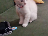 2 aylık british kedi Kuru mama yiyor tuvalet eğitimi var