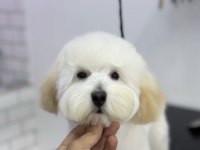 Maltipoo Dişi kısır 7 aylık