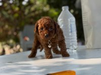 Teacup Boy Aşılı Wc Eğitimli Premıum Poodle