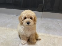 Orijinal Maltipoo yavru Terrier melezi değil