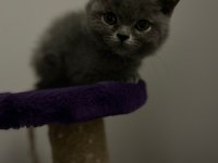 2 YAVRU KEDİM VAR İLK GELENLER SAHİPLENİR