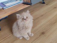 British Longhair Dişi