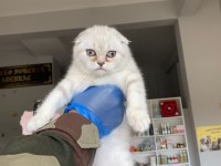 2.5 aylık erkek scottish fold