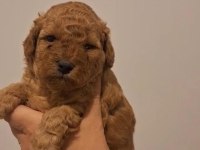Birbirinden Güzel Toy Poodle Bebeklerimiz