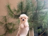Maltipoo Yavrularım Sağlık Ve Irk Garantili