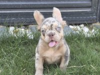 French Bulldog Köpeğimiz