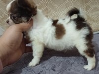 Elma kafa küt burun erkek şivava