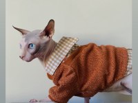 2 yaşında erkek uysal her hayvanla geçinebilen sphynx