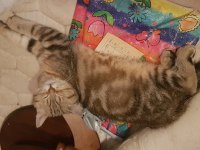 Biricik oğlumuz LUCKY İçin Acil Yuva Arıyoruz