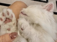 British longhair 2 aylık erkek