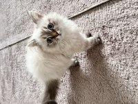Bal bal kız chinchilla