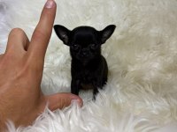TEACUP MİCRO BOY ŞİVAVA BEBEKLER