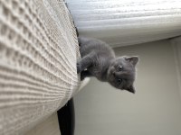 British Shorthair Bebekler Yeni Ailelerini Bekliyor