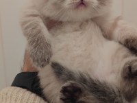 British longhair kedimiz için ulaşın