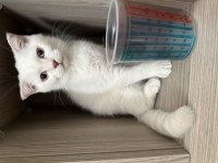 British ve Scottish Shorthair Erkek Beyaz Yavrular