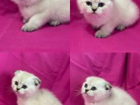 Scottish fold color point