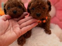 Toy Poodle Yavrular