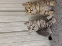 Koca kafalı british shorthair bebeklerim