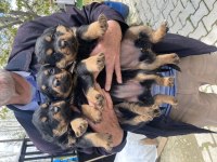 Üst vasıf rottweiler bebekler