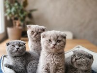 Scottish Fold Yavru Kediler