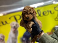 TOY POODLE DÜNYASI