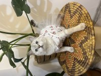 British Shorthair Kızıma Eş Arıyorum