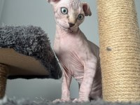 2 Dişi 2 Erkek Levkoy Sphynx Yavruları Yuvasını Arıyor