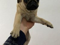 4 adet 3 aylık dişi pug
