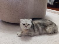 Çok uyguna scottish fold ilk gelen alır