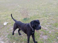 Show kalitede Perfect erkek Cane Corso yavruları
