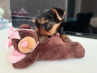 Korean teacup yorkshire terrier bebekler