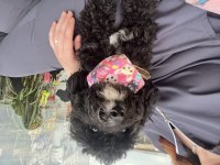 Ücretsiz Siyah Maltipoo