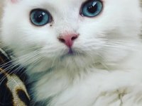 Dünya Güzeli Kedimiz