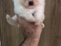 Orijinal pomeranian boo