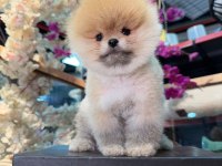 A kalite pomeranian boo