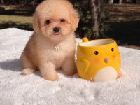 Teacup poodle bebeklerim