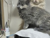 Scottish fold 4 aylık kedimiz