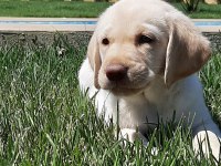 Küt Burun Şampanya Rengi Labrador Yavruları 