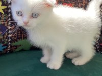Kırık kulak bembeyaz scottish fold yavru