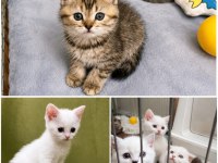 Saf Irk British Shorthair İzmir
