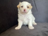 Çok tatlı maltipoo bebekler