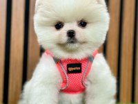 Safkan Pomeranian Boo Bebekler