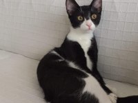 Simokin prens Çeri