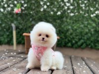 Pomeranian boo prenses bebek