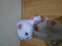 İran yavru kedi