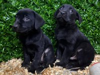 Safkan labrador retriever yavrularımız