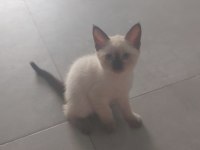 Siyam cinsi kedilerimi sahiplenmek istiyorum