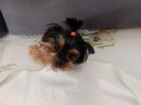 Sevimli dost yorkshire terrier